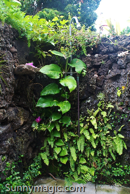 Kaawa Loa Plantation