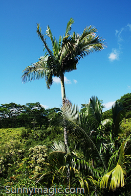 The Inn at Kulaniapia Falls