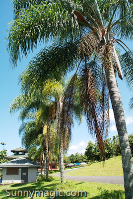 The Inn at Kulaniapia Falls