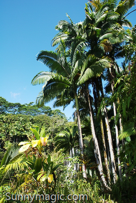 The Inn at Kulaniapia Falls