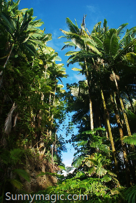The Inn at Kulaniapia Falls