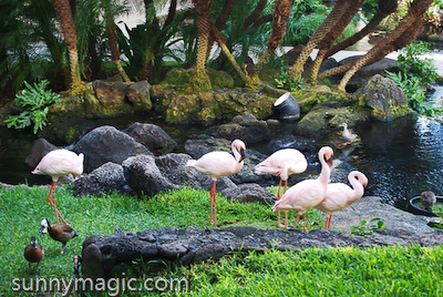 Hilton Hawaiian Village