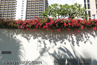 Hilton Hawaiian Village