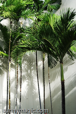 Marriott Resort & Spa
