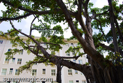 Moana Surfrider