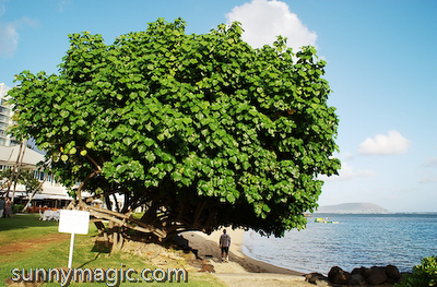 The Kahala Hotel & Resort