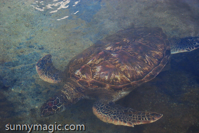The Kahala Hotel & Resort