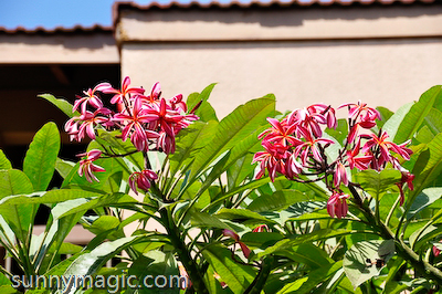 Maui Suncoast Realty