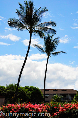 Maui Suncoast Realty