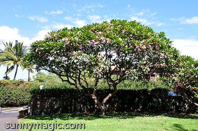 Maui Suncoast Realty