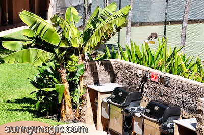 Maui Suncoast Realty