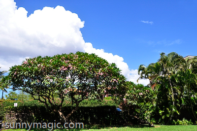 Maui Suncoast Realty
