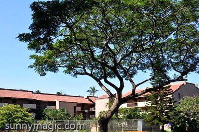 Maui Suncoast Realty