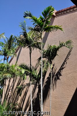Maui Suncoast Realty
