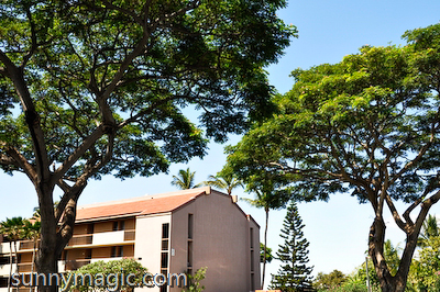 Maui Suncoast Realty