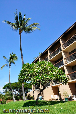 Maui Suncoast Realty