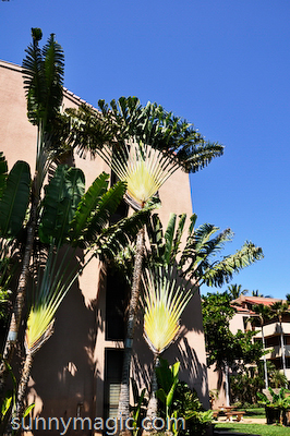 Maui Suncoast Realty