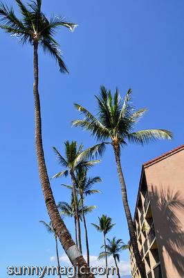 Maui Suncoast Realty