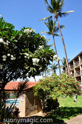 Maui Suncoast Realty